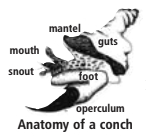 Anatomy of a conch