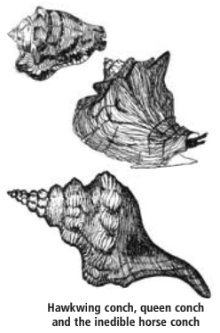 Hawkwing conch, queen conch and the inedible horse conch