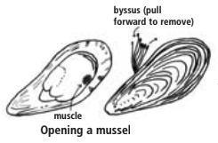 Opening a mussel