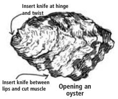 Opening an oyster