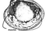 Opening a clam