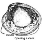 Opening a clam