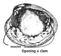Opening a clam