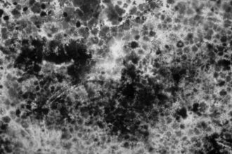 Up close and personal: a shot of a moldy wall in a home that experienced standing water for more than a month.