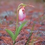 photo of a pink flower