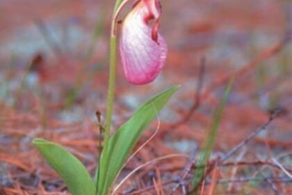 photo of a pink flower