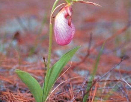 photo of a pink flower