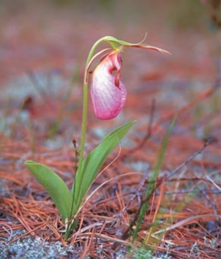 photo of a pink flower