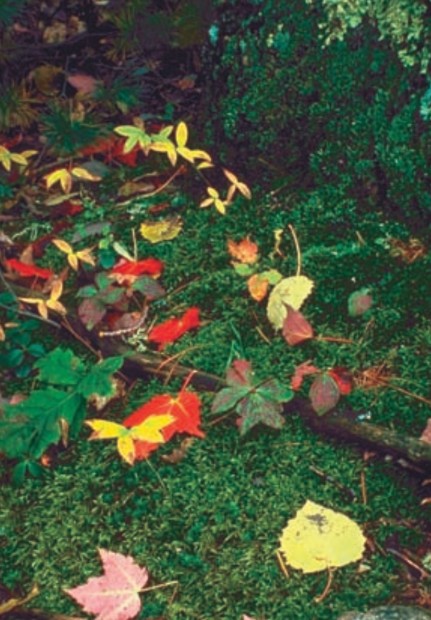 photo of fall leaves