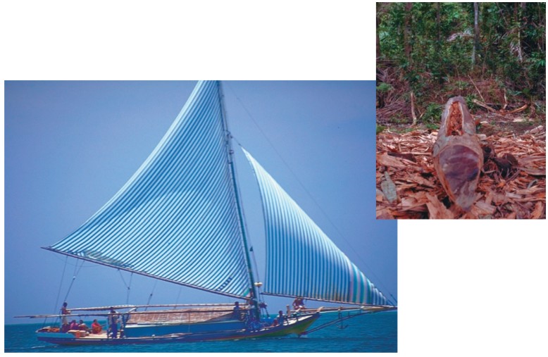 Dugout in Papua New Guinea, right, and traditional fishing craft in Indonesia, at left.