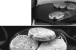 Stovetop baking at its best: Welsh cakes and the traditional bakestone called a maen (shown on stove above).