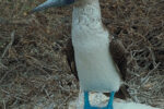 Picture of a blue-footed booby.