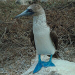 Picture of a blue-footed booby.