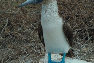 Picture of a blue-footed booby.