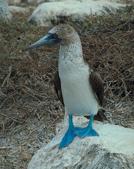 Picture of a blue-footed booby.
