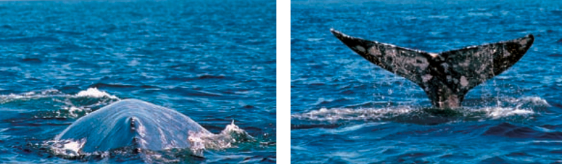 Pictures of whales