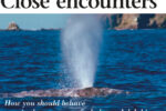 Pictures of whales