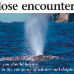 Pictures of whales