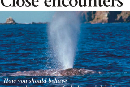 Pictures of whales