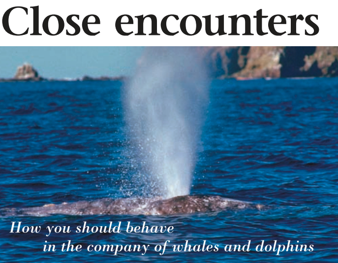 Pictures of whales