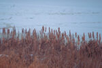 A picture of dried up cattails
