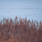A picture of dried up cattails