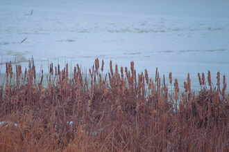 A picture of dried up cattails
