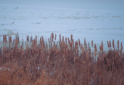 A picture of dried up cattails