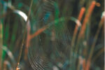 Picture of a spider web