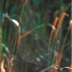 Picture of a spider web