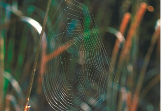 Picture of a spider web