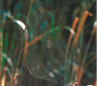 Picture of a spider web