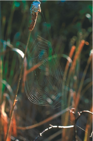 Picture of a spider web